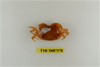 藏品(蔡氏澤蟹)的圖片